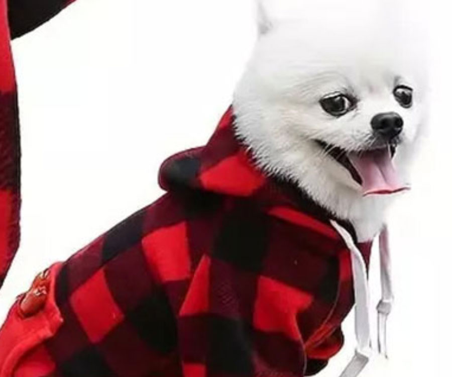 pet dog